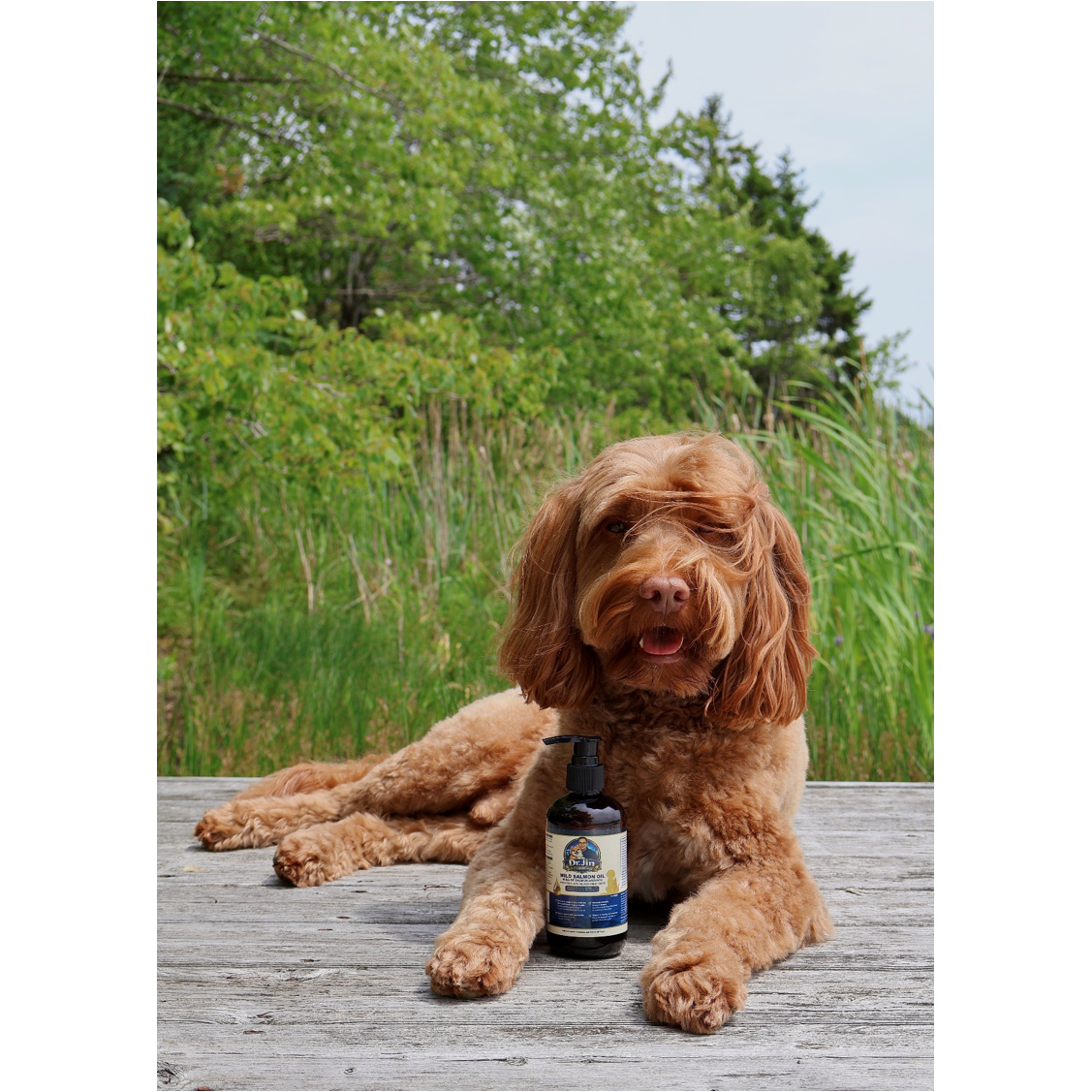 Wild Salmon Oil for Dogs & Cats 236 mL