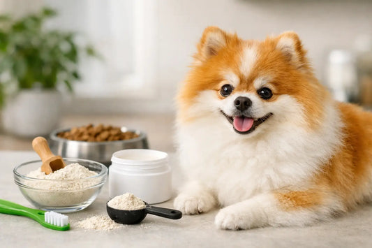 How to Use Dog Dental Powder Daily