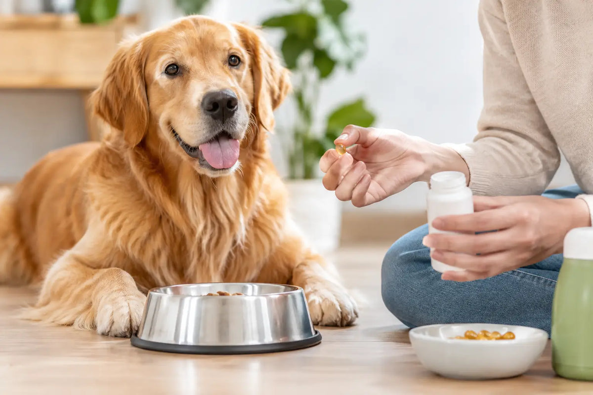 How to Introduce Dog Supplements With Ease