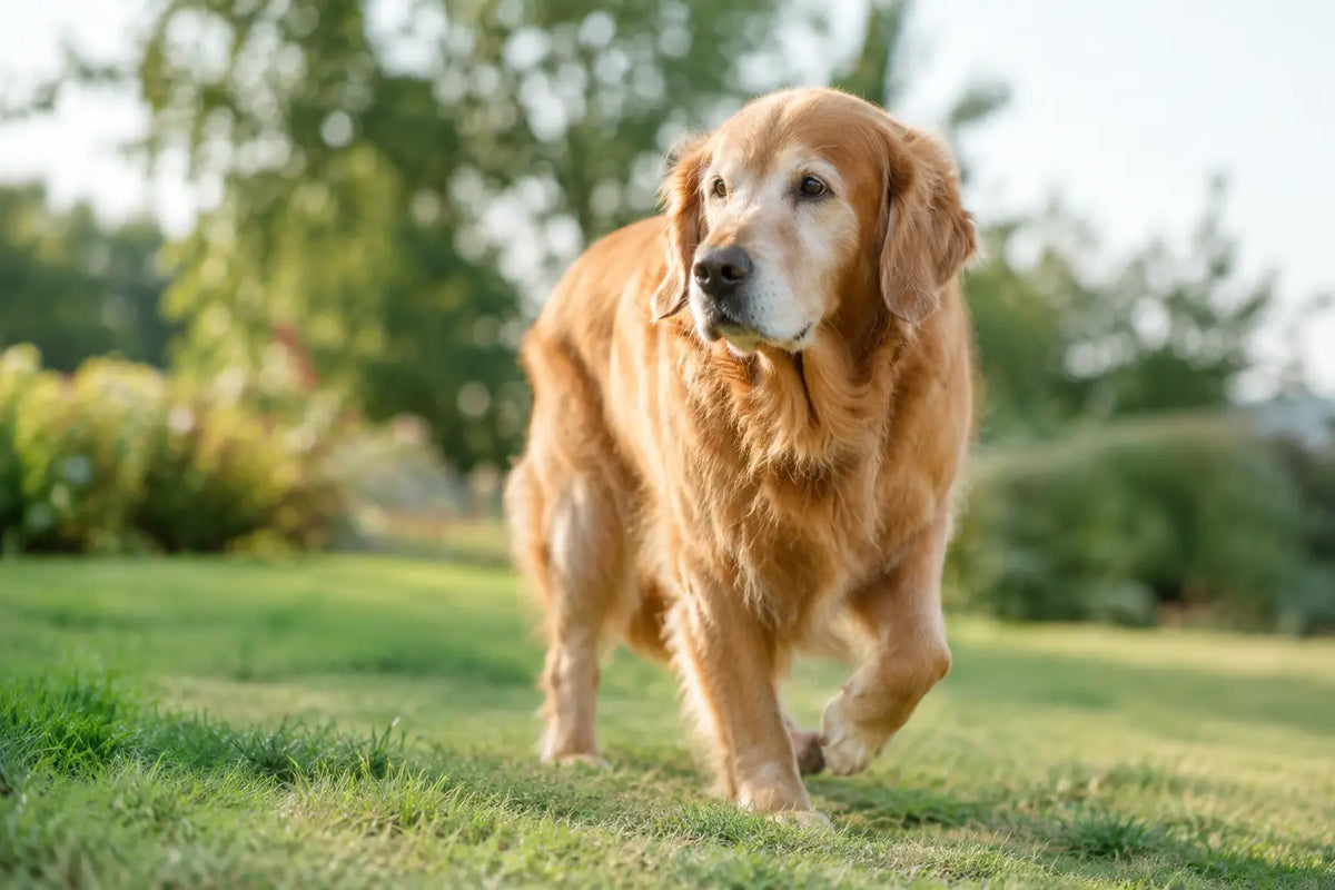 How to Spot Dog Stiffness Before It Slows Them Down