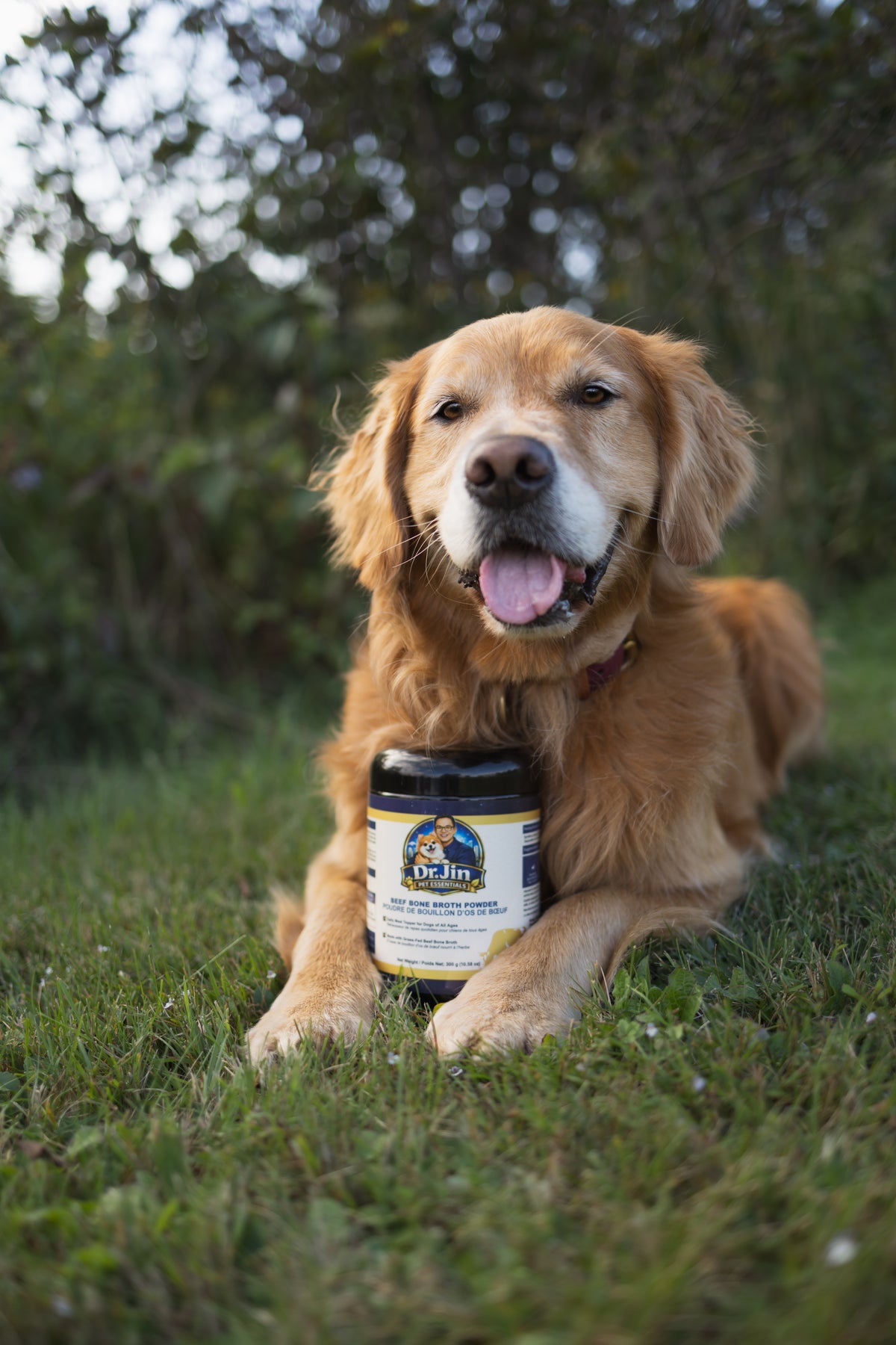 A golden retriever dog lying on green grass outdoors, holding a jar of Dr. Brand's Joint Support supplement in front of its chest.