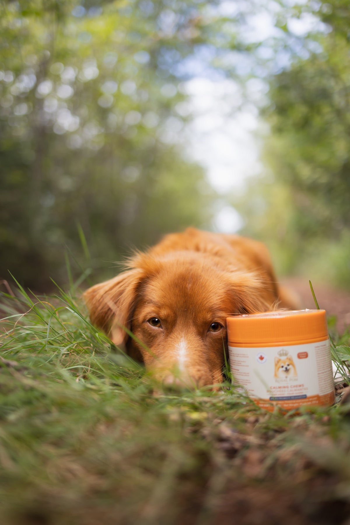 Royal Pom™ Calming Chews for Dogs 100 Soft Chews
