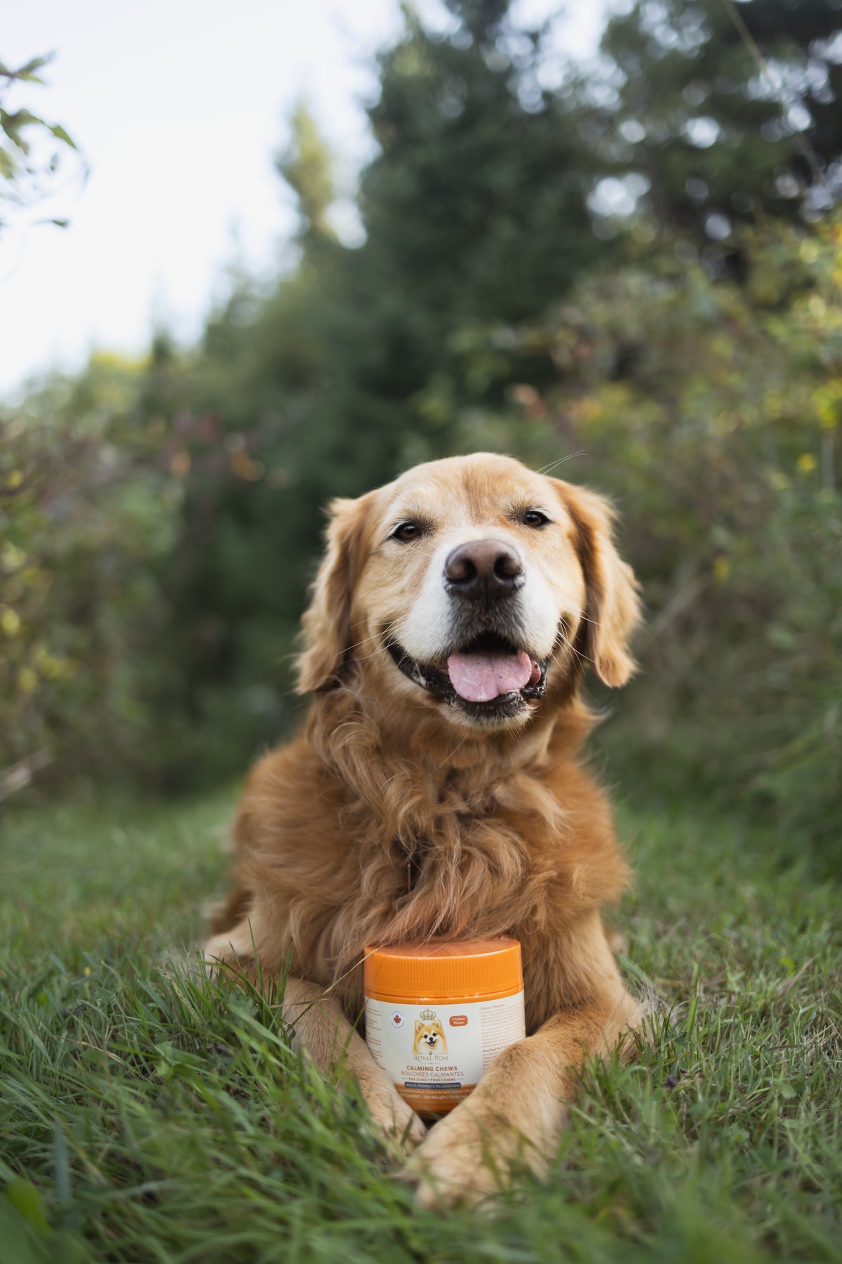 Royal Pom™ Calming Chews for Dogs 100 Soft Chews
