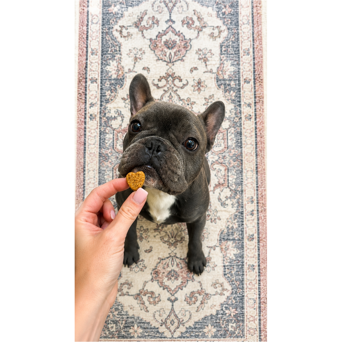 Hip & Joint Chews for Dogs 100 Soft Chews