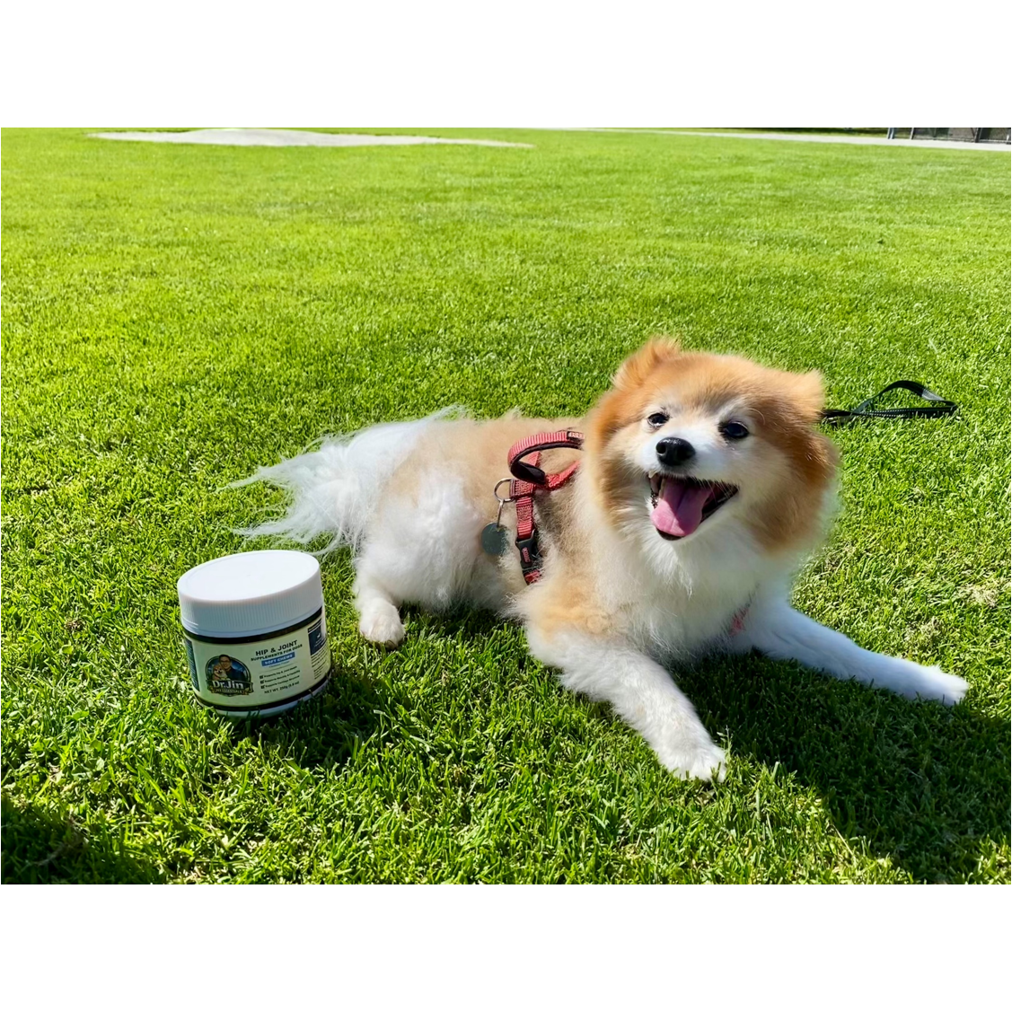 Hip & Joint Chews for Dogs 100 Soft Chews