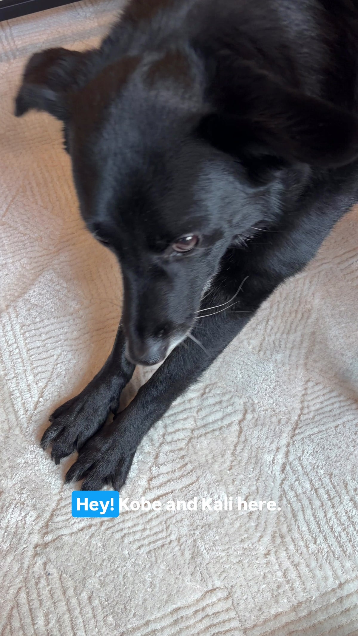 Melatonin-free Royal Pom Calming Chews to keep your dogs calm