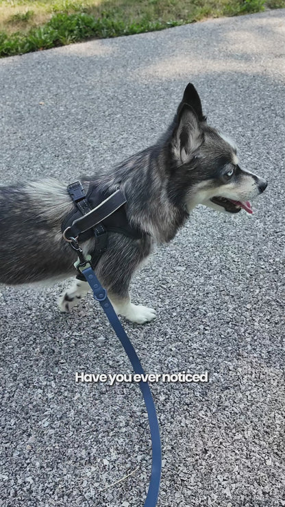 Hip & Joint Chews for Dogs 100 Soft Chews