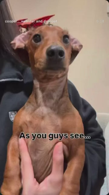 A video of how Royal Pom Calming Chew helps small dogs like Cooper to cope with separation anxiety and doorbells. 